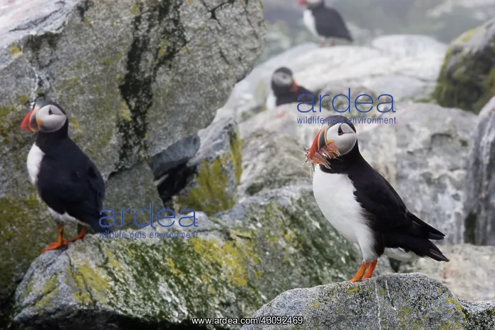 : Atlantic Puffin with fish prey : Atlantic Puffin with fish prey