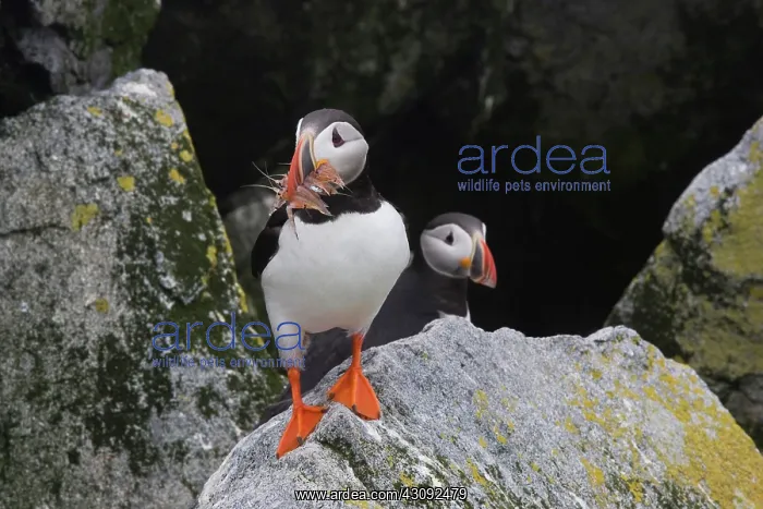 : Atlantic Puffin with fish prey : Atlantic Puffin with fish prey