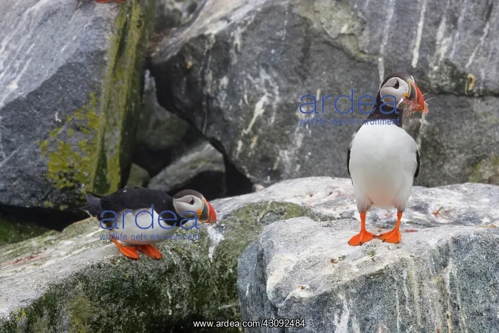 : Atlantic Puffin with fish prey : Atlantic Puffin with fish prey