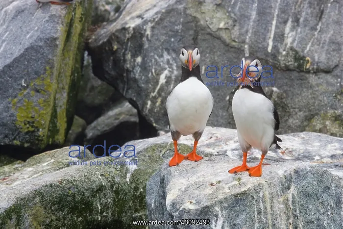 : Atlantic Puffin with fish prey : Atlantic Puffin with fish prey