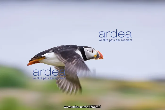 : Atlantic Puffin - In flight : Atlantic Puffin - In flight