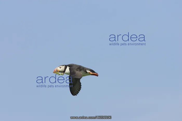 : Atlantic Puffin in flight : Atlantic Puffin in flight