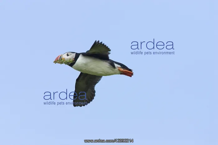 : Atlantic Puffin in flight : Atlantic Puffin in flight