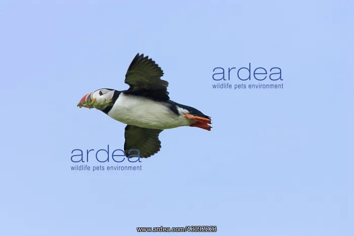  : Atlantic Puffin in flight