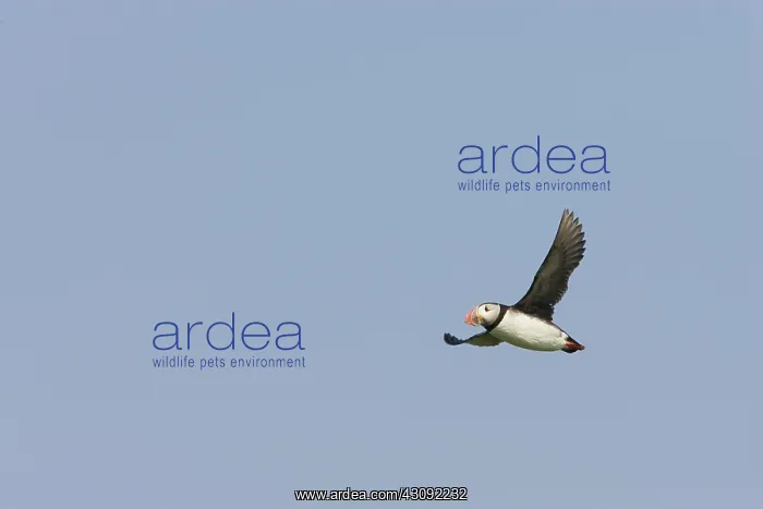 : Atlantic Puffin in flight : Atlantic Puffin in flight