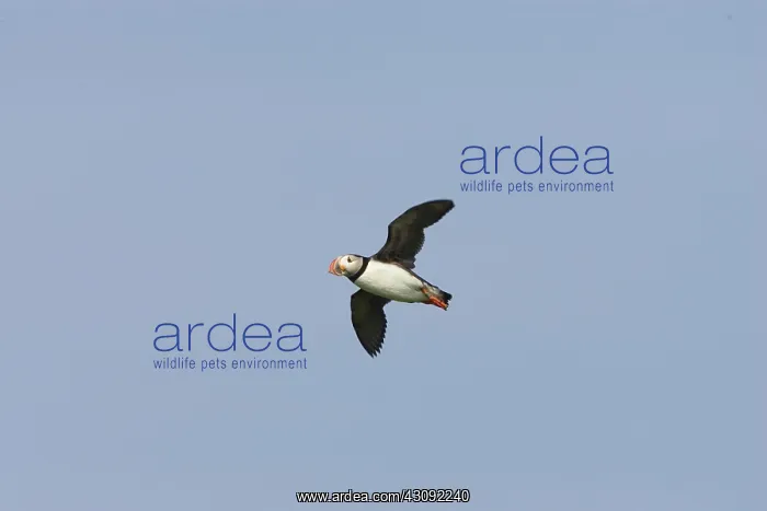  : Atlantic Puffin in flight