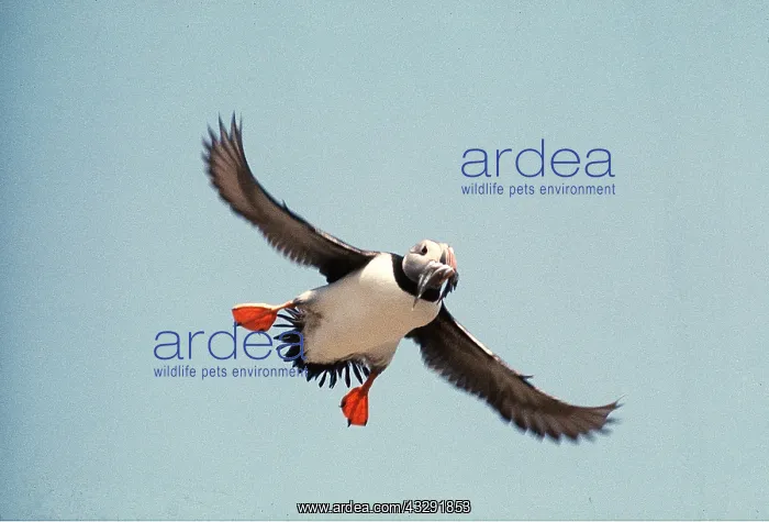 : Atlantic PUFFIN - in flight : Atlantic PUFFIN - in flight