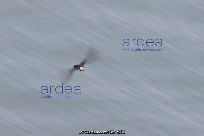  : Atlantic Puffin flight