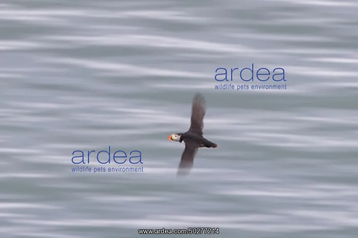 : Atlantic Puffin flight : Atlantic Puffin flight