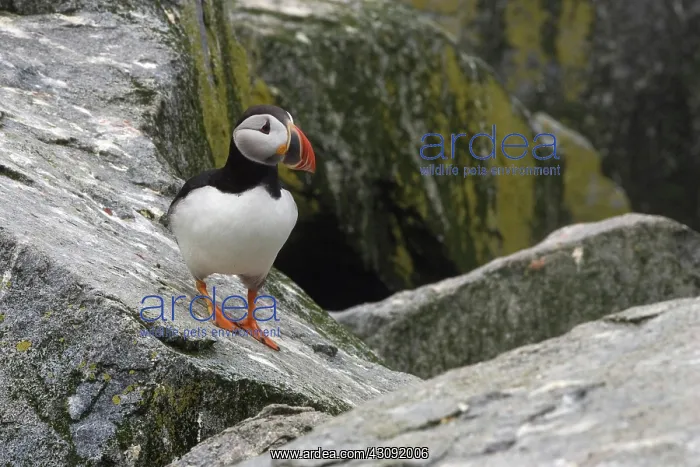 : Atlantic Puffin (Fratercula arctica) : Atlantic Puffin (Fratercula arctica)
