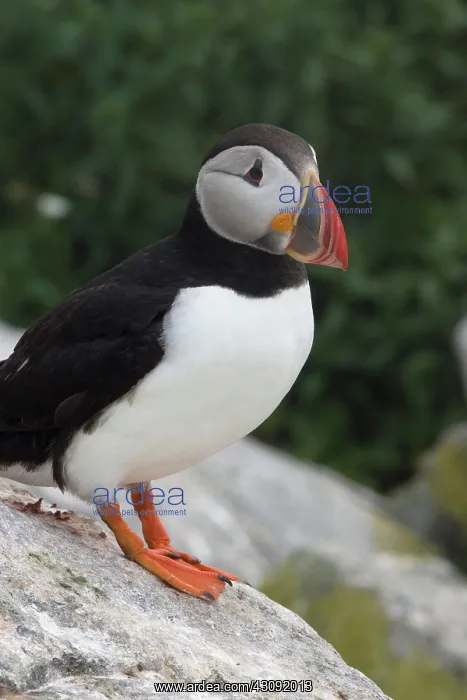 : Atlantic Puffin (Fratercula arctica) : Atlantic Puffin (Fratercula arctica)