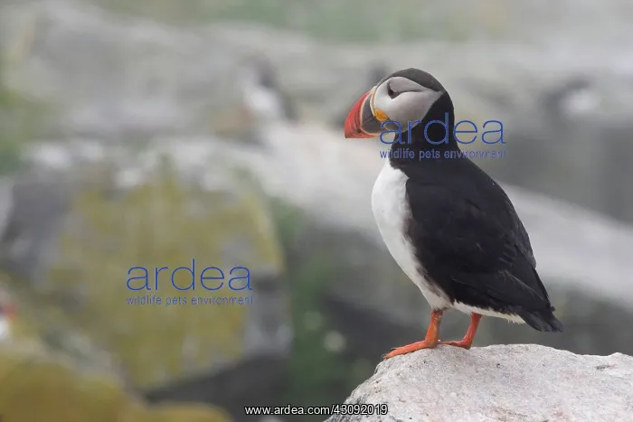 : Atlantic Puffin (Fratercula arctica) : Atlantic Puffin (Fratercula arctica)