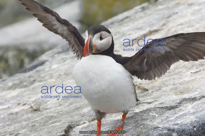 : Atlantic Puffin (Fratercula arctica) : Atlantic Puffin (Fratercula arctica)