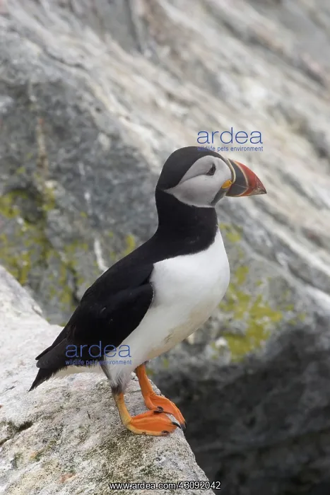: Atlantic Puffin (Fratercula arctica) : Atlantic Puffin (Fratercula arctica)