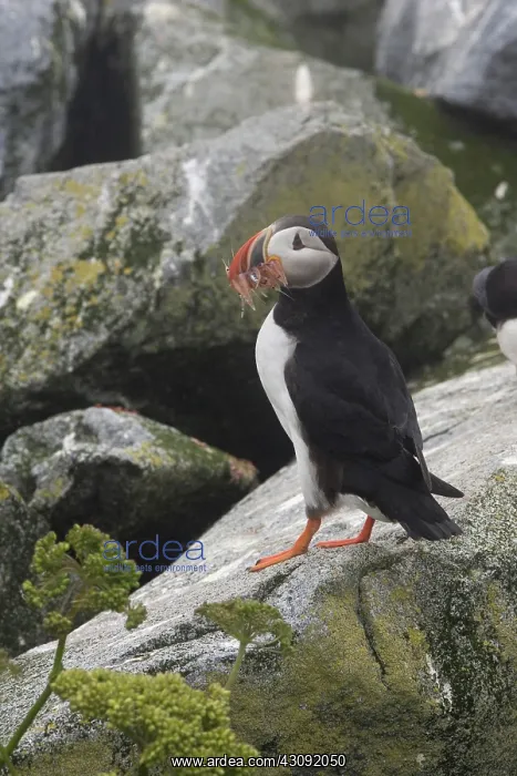 : Atlantic Puffin (Fratercula arctica) : Atlantic Puffin (Fratercula arctica)