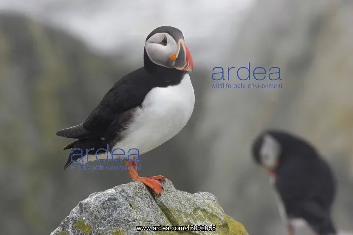 : Atlantic Puffin (Fratercula arctica) : Atlantic Puffin (Fratercula arctica)