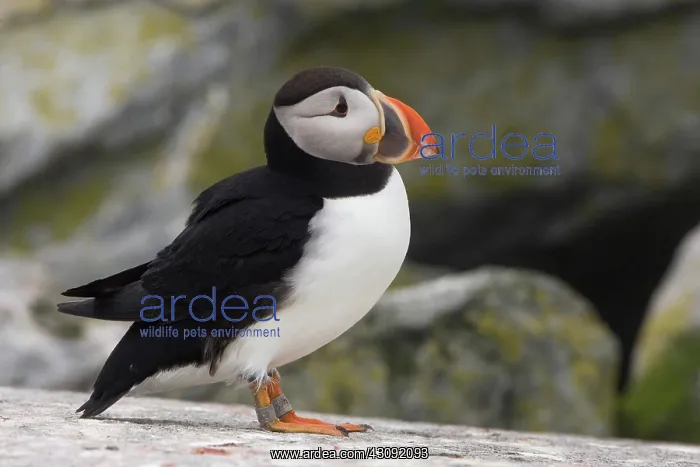 : Atlantic Puffin (Fratercula arctica) : Atlantic Puffin (Fratercula arctica)