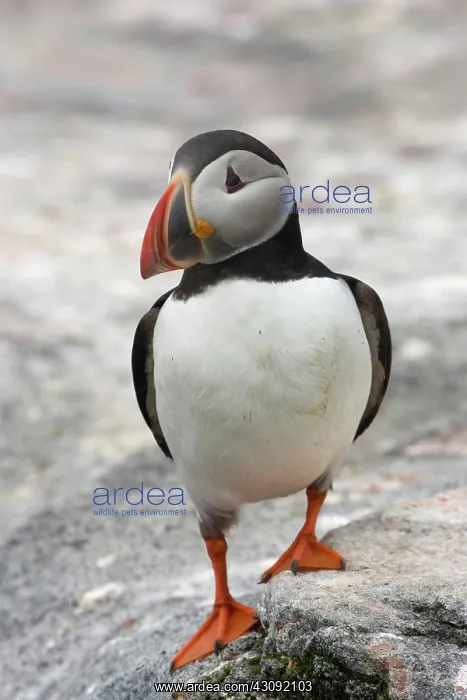 : Atlantic Puffin (Fratercula arctica) : Atlantic Puffin (Fratercula arctica)