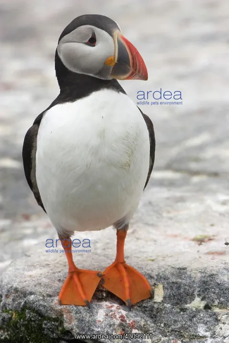 : Atlantic Puffin (Fratercula arctica) : Atlantic Puffin (Fratercula arctica)