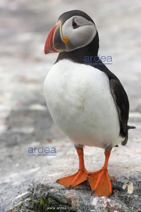 : Atlantic Puffin (Fratercula arctica) : Atlantic Puffin (Fratercula arctica)