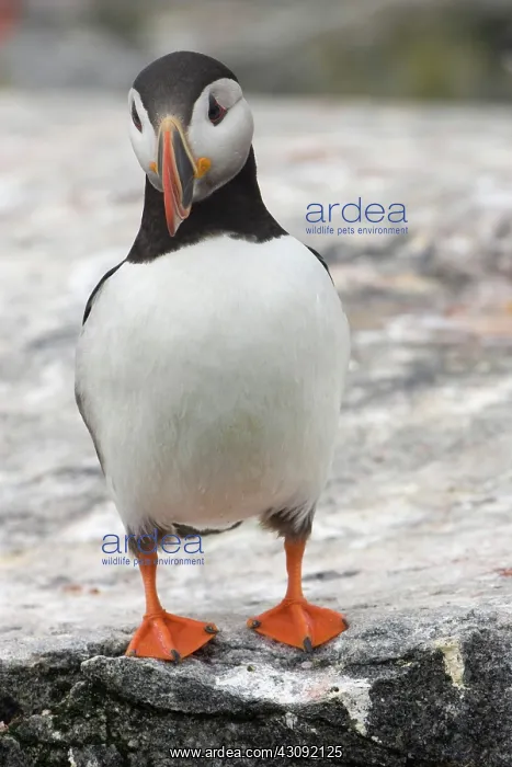 : Atlantic Puffin (Fratercula arctica) : Atlantic Puffin (Fratercula arctica)