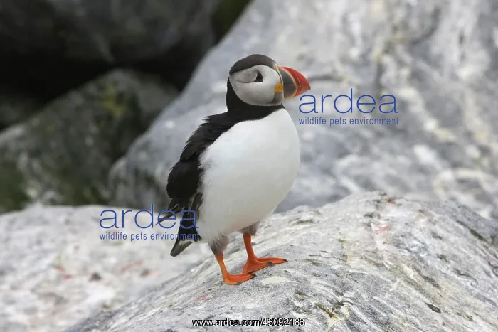 : Atlantic Puffin (Fratercula arctica) : Atlantic Puffin (Fratercula arctica)