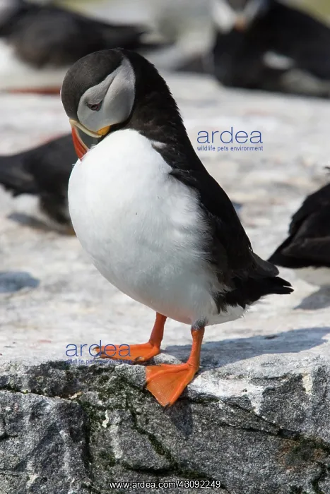 : Atlantic Puffin (Fratercula arctica) : Atlantic Puffin (Fratercula arctica)