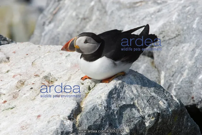 : Atlantic Puffin (Fratercula arctica) : Atlantic Puffin (Fratercula arctica)