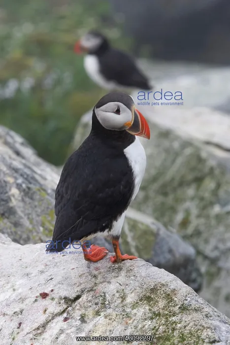 : Atlantic Puffin (Fratercula arctica) : Atlantic Puffin (Fratercula arctica)