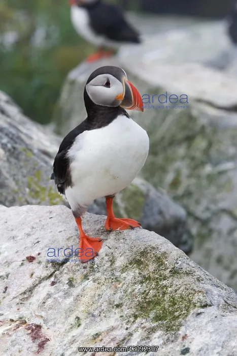 : Atlantic Puffin (Fratercula arctica) : Atlantic Puffin (Fratercula arctica)