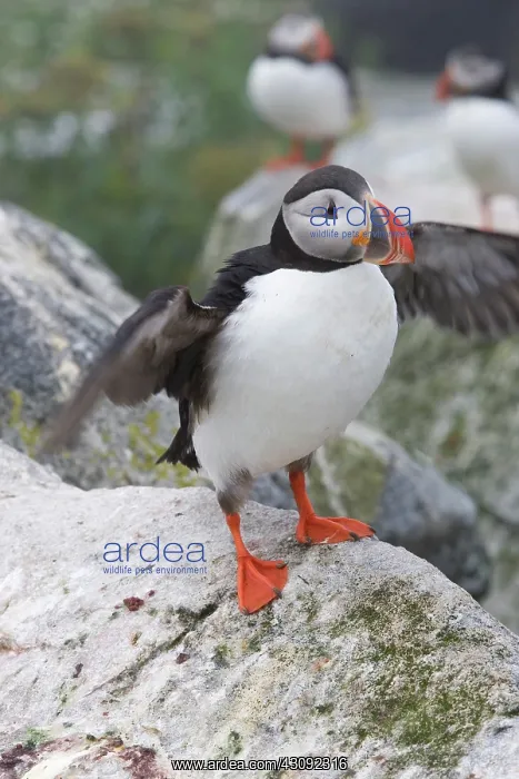 : Atlantic Puffin (Fratercula arctica) : Atlantic Puffin (Fratercula arctica)