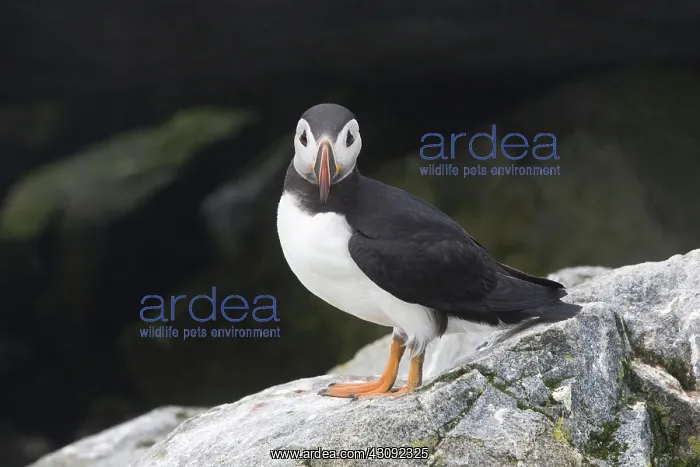 : Atlantic Puffin (Fratercula arctica) : Atlantic Puffin (Fratercula arctica)