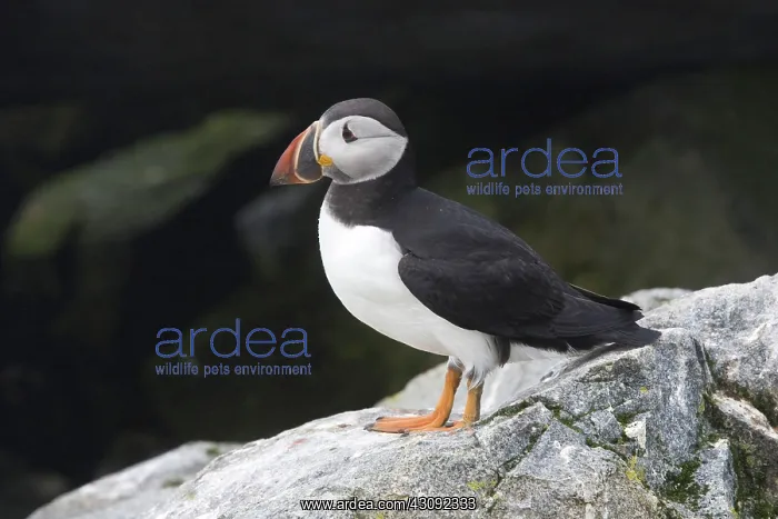 : Atlantic Puffin (Fratercula arctica) : Atlantic Puffin (Fratercula arctica)