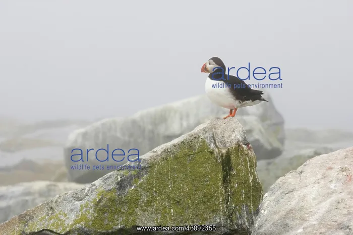 : Atlantic Puffin (Fratercula arctica) : Atlantic Puffin (Fratercula arctica)