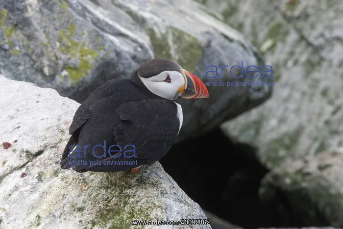 : Atlantic Puffin (Fratercula arctica) : Atlantic Puffin (Fratercula arctica)