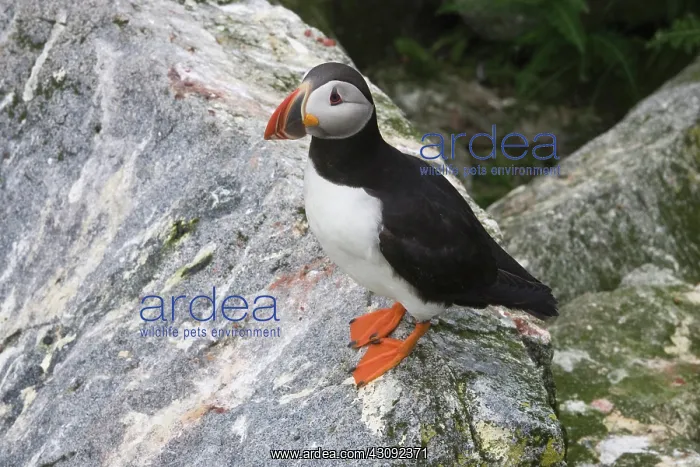 : Atlantic Puffin (Fratercula arctica) : Atlantic Puffin (Fratercula arctica)