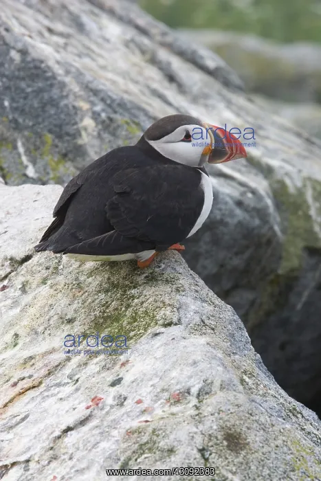 : Atlantic Puffin (Fratercula arctica) : Atlantic Puffin (Fratercula arctica)