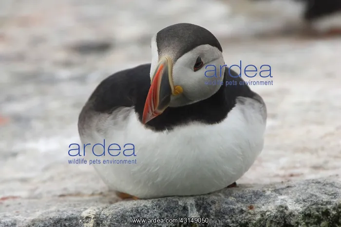 : Atlantic Puffin (Fratercula arctica) : Atlantic Puffin (Fratercula arctica)