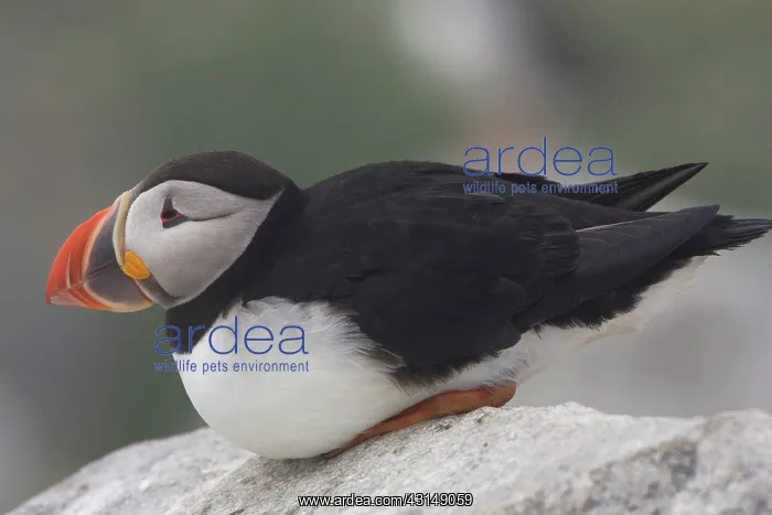 : Atlantic Puffin (Fratercula arctica) : Atlantic Puffin (Fratercula arctica)