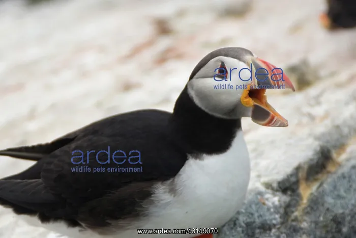 : Atlantic Puffin (Fratercula arctica) : Atlantic Puffin (Fratercula arctica)