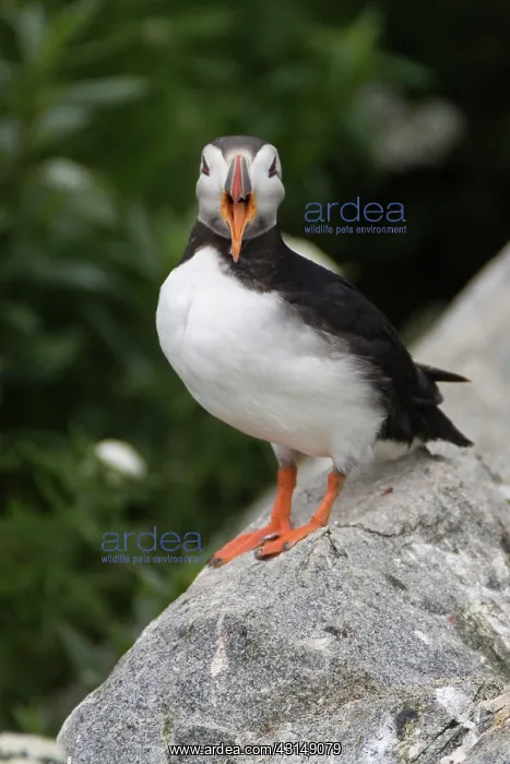  : Atlantic Puffin (Fratercula arctica)