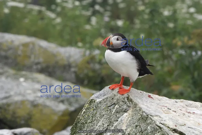 : Atlantic Puffin (Fratercula arctica) : Atlantic Puffin (Fratercula arctica)