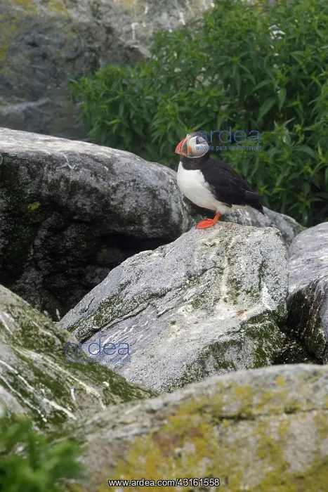 : Atlantic Puffin (Fratercula arctica) : Atlantic Puffin (Fratercula arctica)
