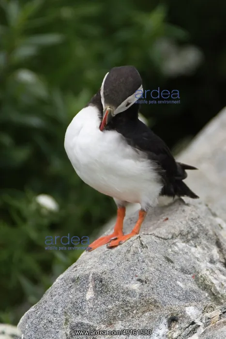 : Atlantic Puffin (Fratercula arctica) : Atlantic Puffin (Fratercula arctica)