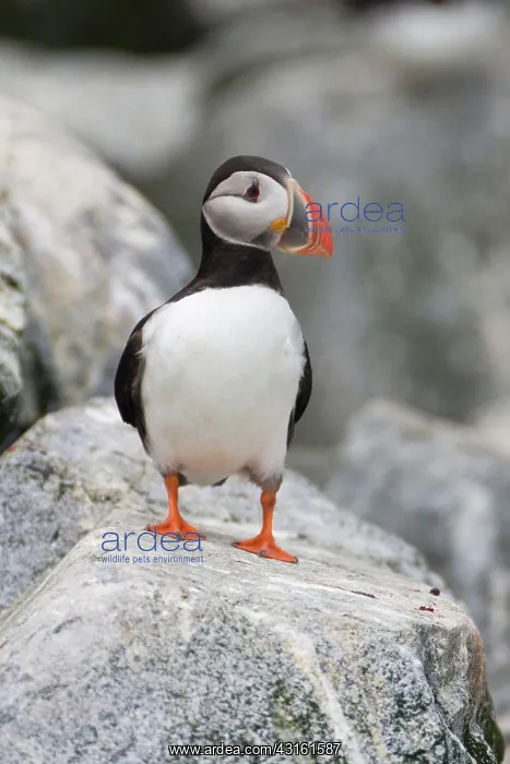 : Atlantic Puffin (Fratercula arctica) : Atlantic Puffin (Fratercula arctica)
