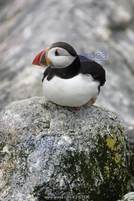 : Atlantic Puffin (Fratercula arctica) : Atlantic Puffin (Fratercula arctica)