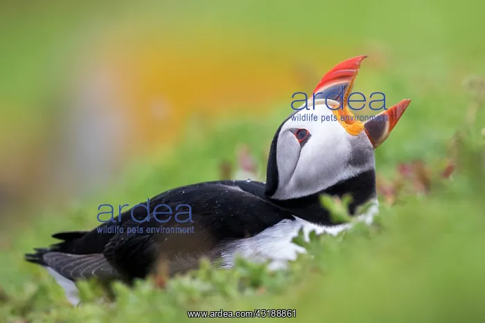: Atlantic puffin (Fratercula arctica), Saltee islands : Atlantic puffin (Fratercula arctica), Saltee islands