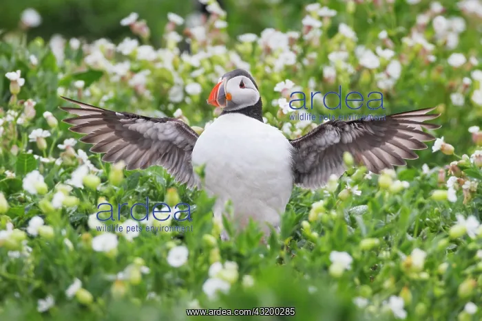 : Atlantic Puffin (Fratercula arctica) : Atlantic Puffin (Fratercula arctica)