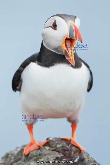 : Atlantic Puffin (Fratercula arctica) : Atlantic Puffin (Fratercula arctica)