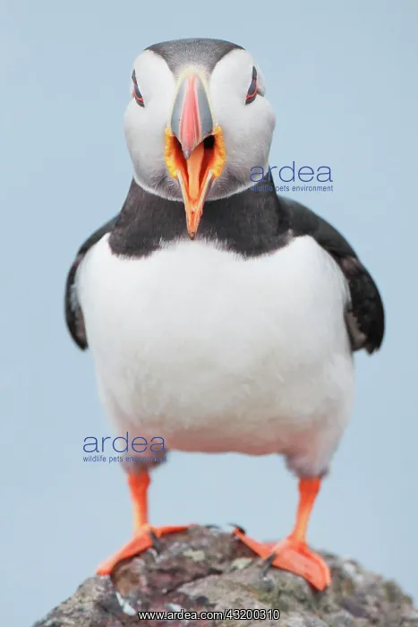 : Atlantic Puffin (Fratercula arctica) : Atlantic Puffin (Fratercula arctica)